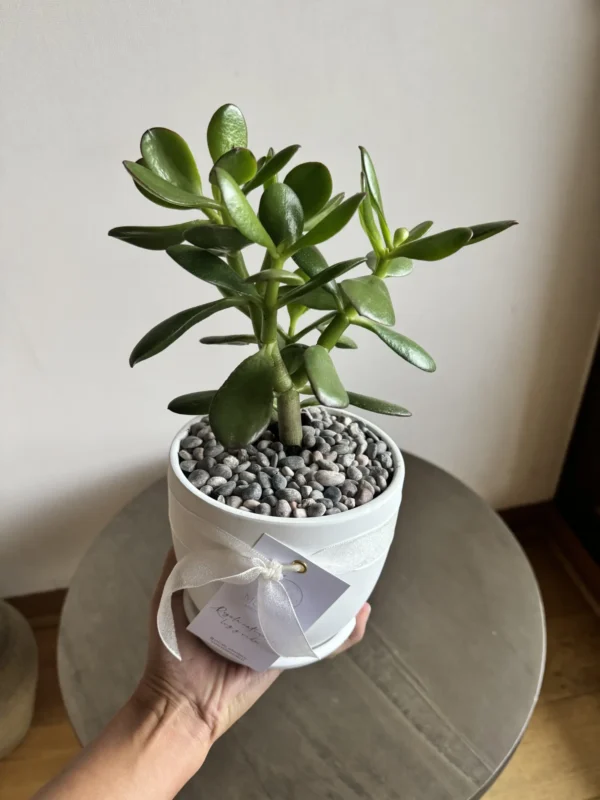 Mini Arbol Jade
