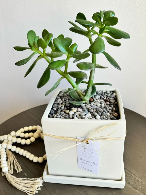 Arbol Jade M
