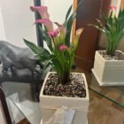 CALA DE COLORES • Amadas calas de colores, brillan por si solas..!!Regala naturaleza, luz y vi