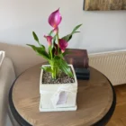 Cala de color más macetero en Meraki Árbol de Luz