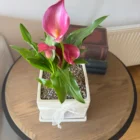 Cala de color más macetero en Meraki Árbol de Luz