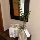 Vida Meraki, Árbol de Luz