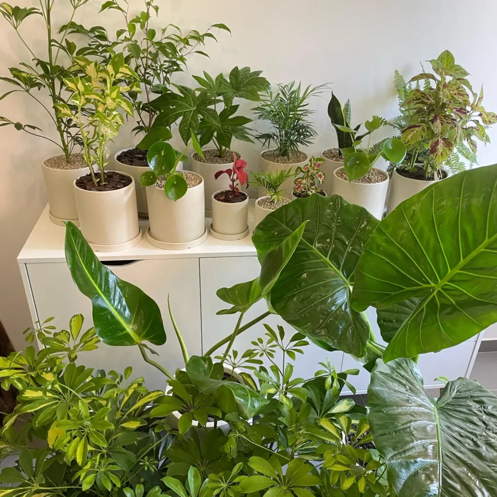 Vida Meraki, Árbol de Luz