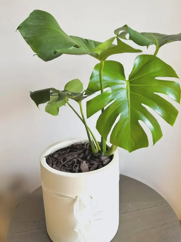 MONSTERA DELICIOSA L •Es única y distinta a todas nuestros verdes, gracias a su característica