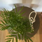 Palmera Chamaedorea en Meraki Arbol de Luz