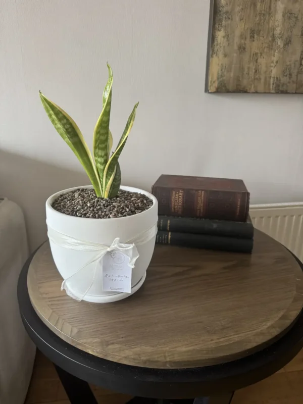 Sanseviera en maceta - Vida Meraki Árbol de Luz