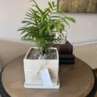 Palmera Chamaedorea en Meraki Arbol de Luz