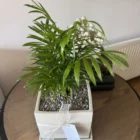 Palmera Chamaedorea en Meraki Arbol de Luz